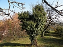 Campagna in autunno 3258.L'edera ha disegnato un cuore